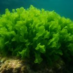 Ulvales Unveiled: The Green Algae Powerhouse Transforming Marine Ecosystems